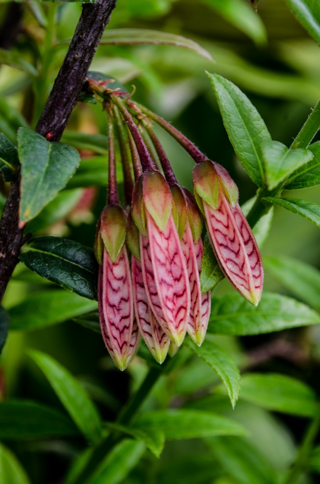 Photo of Agapetes 'Ludgvan Cross' flower by Secret Garden Growers